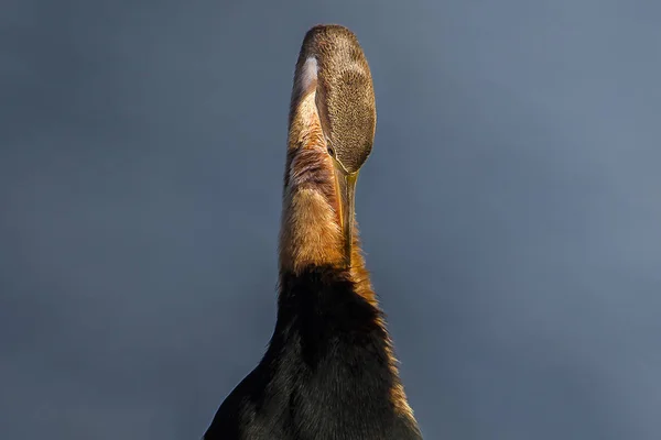 Closeup Portrait African Darter Preening Late Afternoon South Africa — Stock Photo, Image