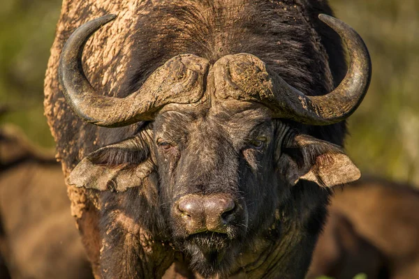 Retrato Cerca Impresionante Toro Africano Búfalo Del Cabo Sudafrica — Foto de Stock