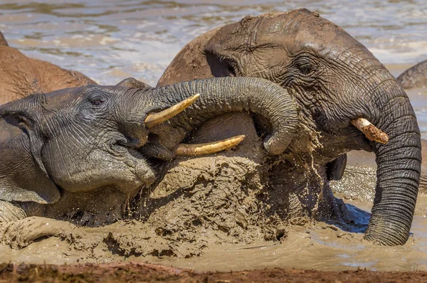 Elefantes Africanos Disfrutan Baño Barro Refrescan Agujero Agua Durante Calor — Foto de Stock