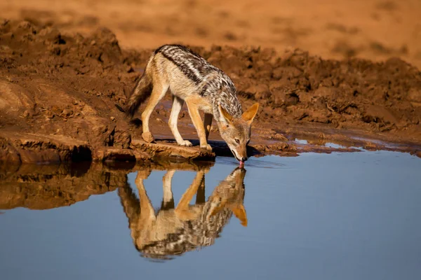 Black Wspierane Szakal Hartowanie Jego Pragnienie Waterhole Gorący Dzień Afryce — Zdjęcie stockowe