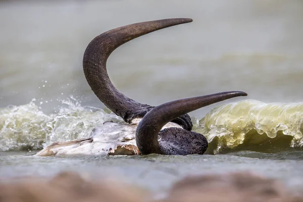 Crânio Gnus Nas Margens Lago África Sul — Fotografia de Stock