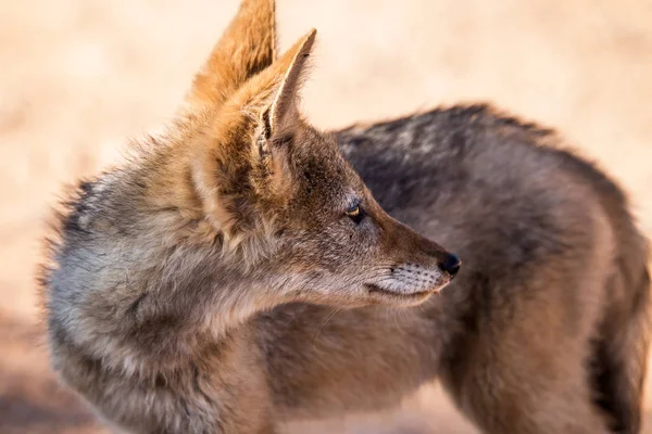 Portrait of a curious black backed jackal out on a hunt in the late afternoon. National Park South Africa