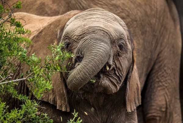 Primer Plano Joven Elefante Africano Comiendo Arbusto Espinoso Verde Sudafrica — Foto de Stock