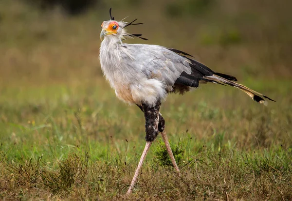 Segretario Uccello Caccia Campo Coperto Fiori Primaverili Sud Africa — Foto Stock
