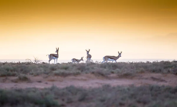 Springboks Setting Sun Skyline South Africa — Stock Photo, Image