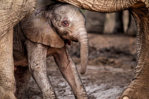 Solo Días Edad Este Curioso Pero Cauteloso Bebé Elefante Africano — Foto de Stock