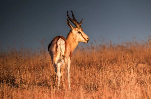 Érett Springbok Ram Gyepek Egy Sötét Ellen Dél Afrika — Stock Fotó