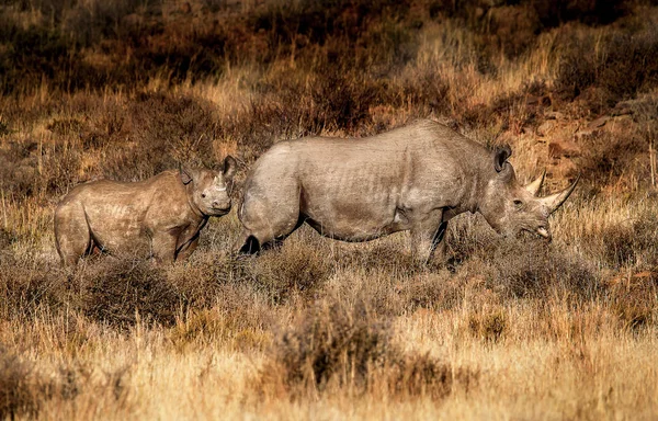 A rare sighting of a rhino mother and calf. Rhinos are relentlessly hunted by poachers for their horns. National Parks offer some protection for this specie to increase their dwindling numbers