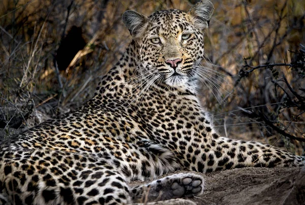 Сильный Взгляд Леопарда Покоящегося Тени Саби Сэндс Крюгер Парк Юар — стоковое фото