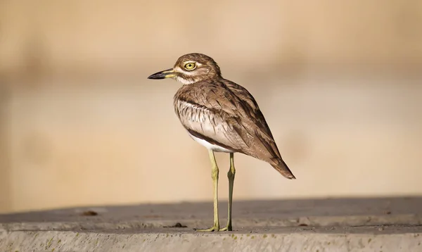 Vodní Koleno Pod Mostem Řece Neděle Východní Mys Jižní Afriky — Stock fotografie