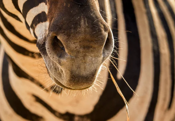 Primo Piano Una Zebra Che Mastica Erba Sudafrica — Foto Stock