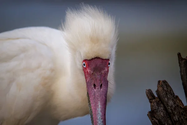 Zamknij Profil Portret Afrykańskiego Spoonbill Republika Południowej Afryki — Zdjęcie stockowe