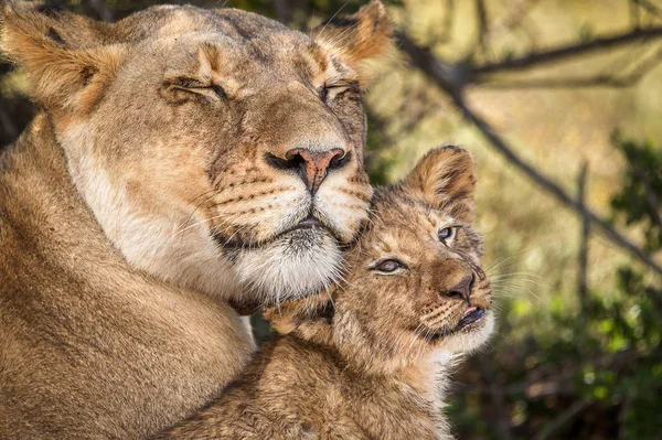 Simpatico Cucciolo Leone Africano Pisolino Sulla Schiena Sua Madre Mentre Fotografia Stock