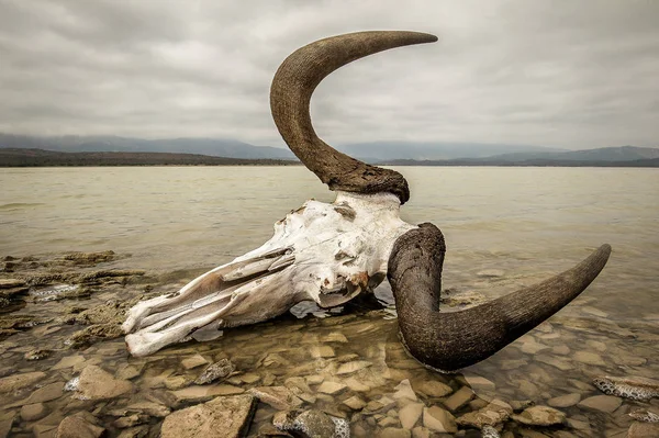 Cranio Corna Uno Gnu Sul Bordo Desolato Lago Africa Foto Stock