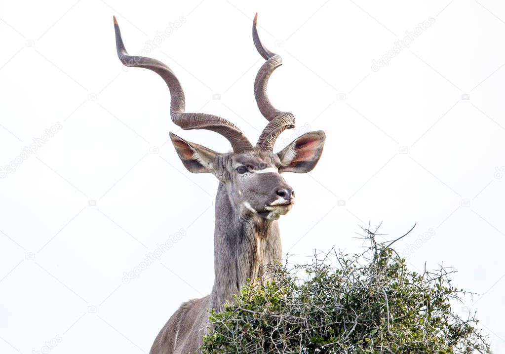 High key portrait of a magnificent kudu bull. National Park, South Africa