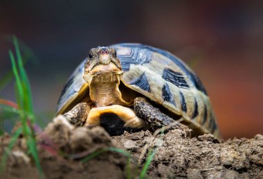 Sudan çıkan bir terrapin'in portresini kapatın. National Park, Güney Afrika. 