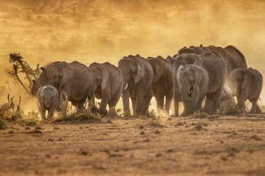 Afrika fillerinden oluşan bir sürü, öğleden sonra güneşinde suya doğru iletilen bir toz bulutu yaratır. Addo Elephant National Park, Güney Afrika