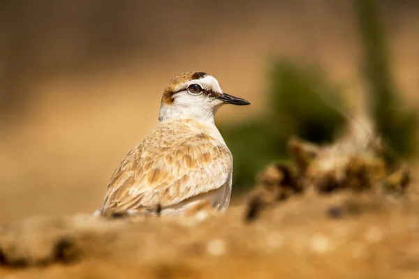 Frontal Portrait White Fronted Plover White Fronted Sandplover South African — Stock Photo, Image