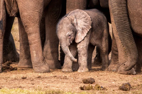 Ternero Elefante Africano Vulnerable Muy Joven Rodeado Por Los Adultos — Foto de Stock