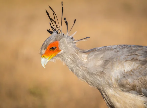 Una Hermosa Secretaria Caza Aves Para Insectos Roedores Pastizales Sudafrica — Foto de Stock