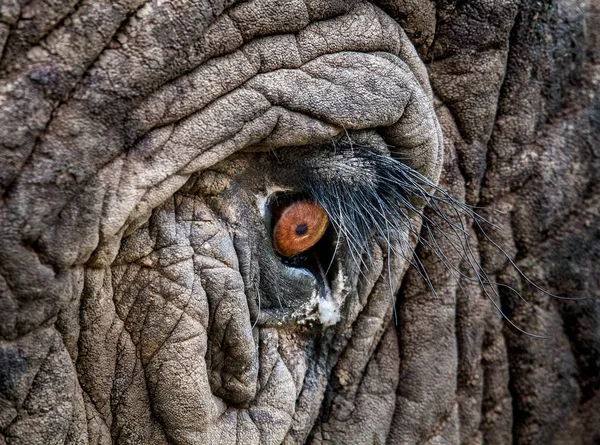 Closeup of an elephant\'s eye, highlighting the skin texture and eyelashes