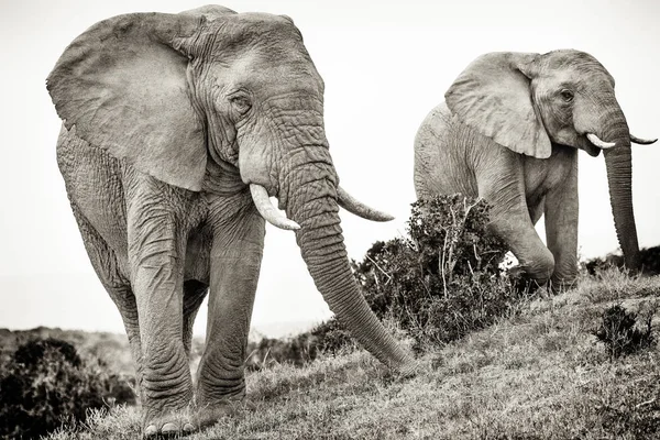 Black and white photograph of mature male and female African elephants (male on the left) against a white background.