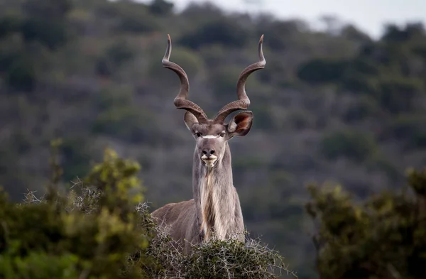 Retrato Magnífico Touro Kudu National Park África Sul — Fotografia de Stock