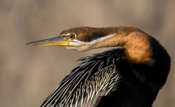 Profilo Ritratto Darter Africano Anhinga Rufa Sud Africa Immagine Stock