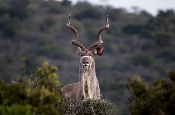 Retrato Magnífico Toro Kudu Parque Nacional Sudáfrica Imagen De Stock