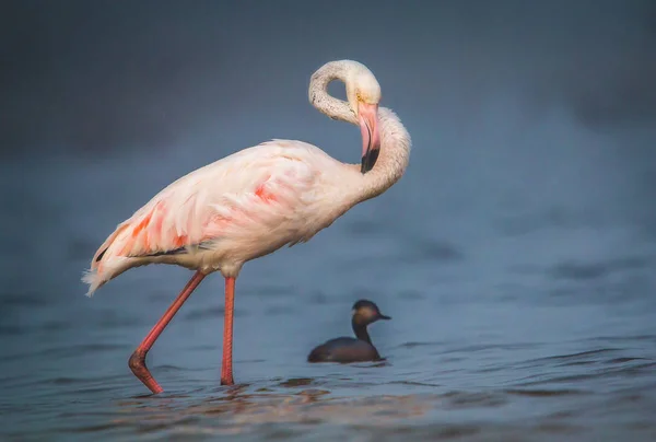 Fechar Vista Exótico Flamingo Rosa Selvagem — Fotografia de Stock