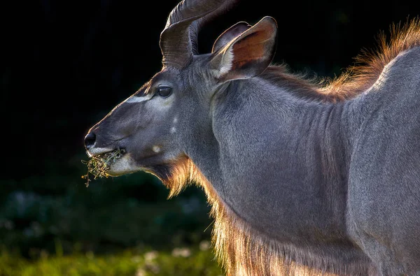Retrato Clave Magnífico Toro Kudu Parque Nacional Sudáfrica Imagen De Stock