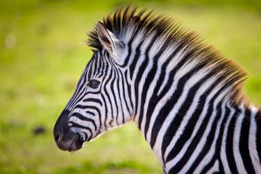 Çimleri çiğneyen bir Zebra'nın yakını. Güney Afrika 