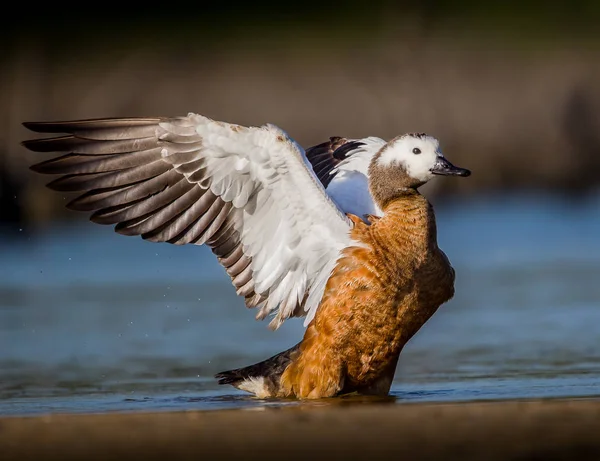 Shelduck Sudafricano Maschio Allarga Ali Mentre Bagno Uno Stagno Parco Foto Stock Royalty Free