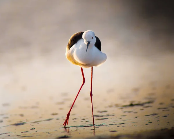 Sudaki Beyaz Kuş — Stok fotoğraf
