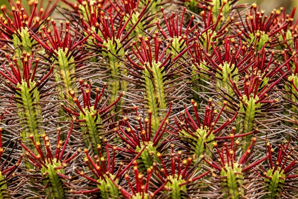 Primo Piano Cactus Fiore Nell Arido Karoo Capo Orientale Sud Fotografia Stock