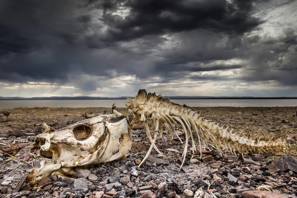 Scheletro Pesce Una Spiaggia Deserta Immagine Stock