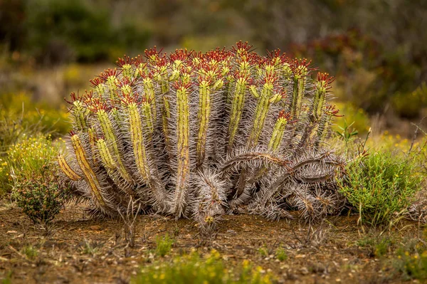 Fiori Rosso Fuoco Illuminano Cactus Spinoso Paesaggio Semi Deserto Capo Foto Stock Royalty Free