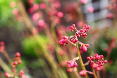 Bilinmeyen güzel pembe bitki