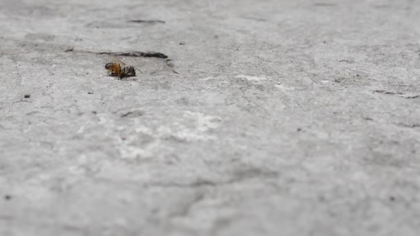 Ants Bee Timelapse — Stock Video