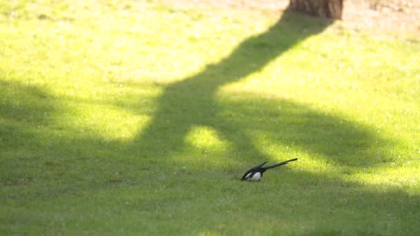 Oiseau Mangeant Sur Herbe — Video