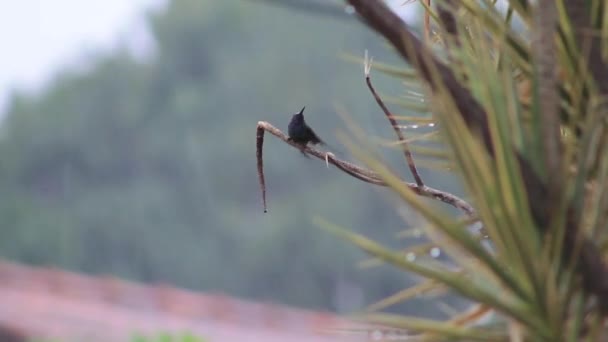 Птах Насолоджується Дощем — стокове відео