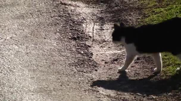 Svart Och Vit Katt Korsar Vägen — Stockvideo