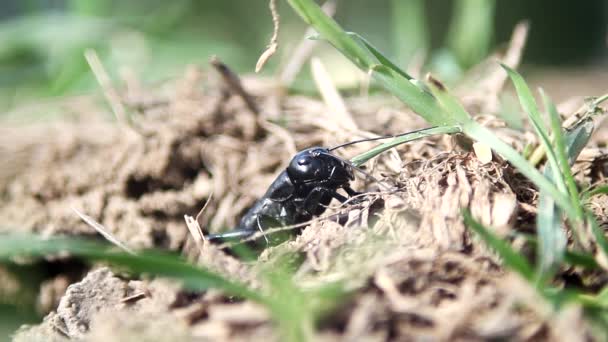 Schwarze Heuschrecke Frisst Einen Grashalm — Stockvideo