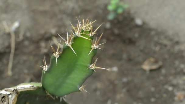 Vidéo Bugs Cactus — Video