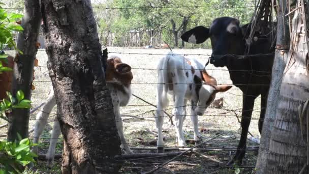 Vídeo Vaca Terneros — Vídeo de stock