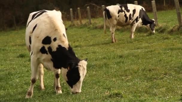 Αγελάδες Τρώνε Χόρτο Ένα Ορεινό Τοπίο — Αρχείο Βίντεο
