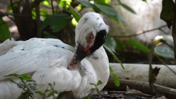 Video Bebek Membersihkan Dirinya Sendiri — Stok Video