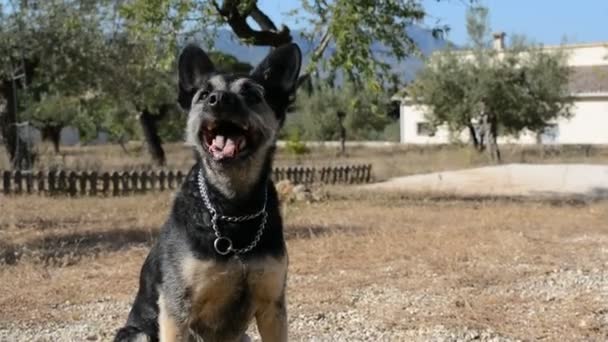 Mutlu Köpek Topu Getirir — Stok video