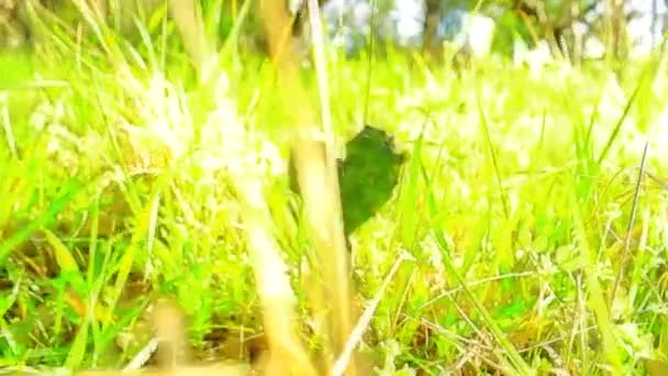 Heart Cactus Enchanted Rock — Stock Video