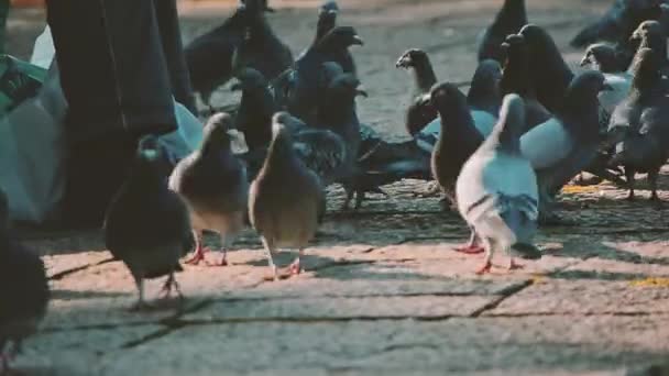 Pigeons Dans Parc — Video